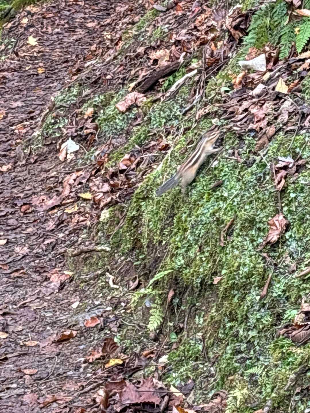 リス🐿️発見‼️