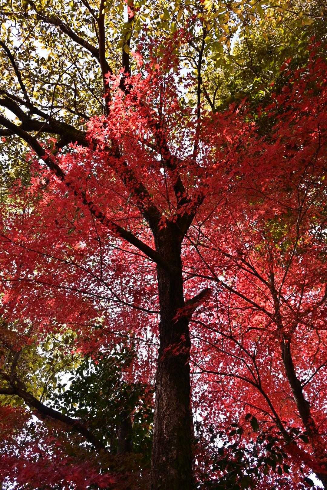 大きい紅葉の木？
