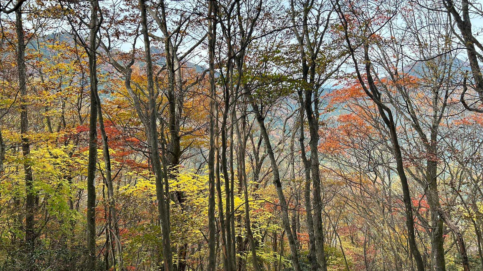右は武甲山。子持、大持。いいねえ。