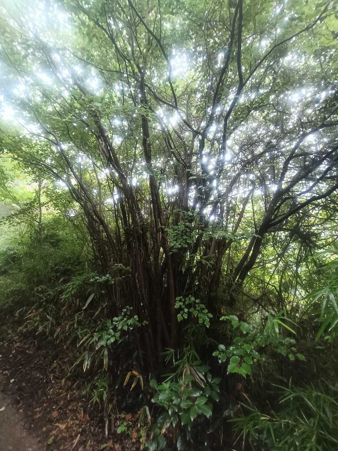 このミドリミドリしてた木は、こんな感じに枝もニョキニョキと沢山でててインパクト強め

家に帰ってから何の木なのか調べると名前も面白いことが判明です。

名前は、なんとアブラチャンという名前なのです

アブラチャンって、名前が可愛すぎる🤣

裏筑波などの、やや湿った場所に生息してる春に黄色い花を咲かせる花なのだそうです。