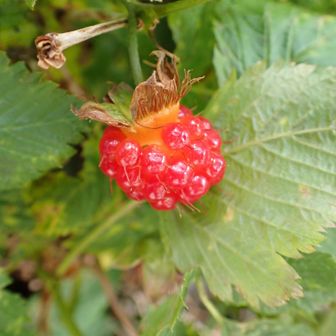 この果実は高山帯に自生するベニバナイチゴ（紅花苺） です。