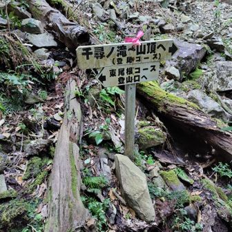 分岐まで降りて来ました🙂