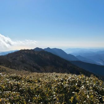 静岡市方面へは背丈程の笹原がしばらくありそうです