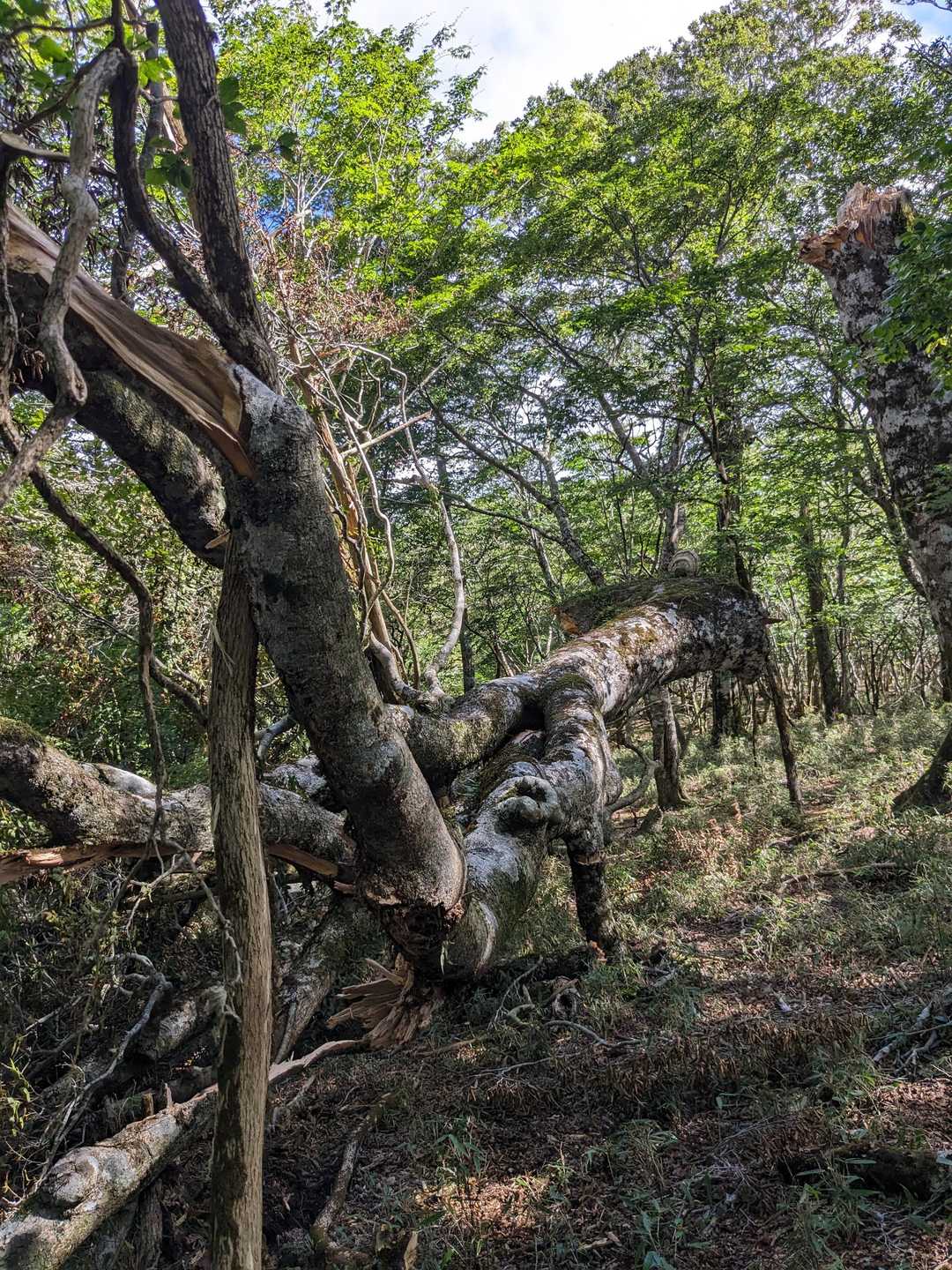 峰越登山口-白鳥山 往復コースの写真