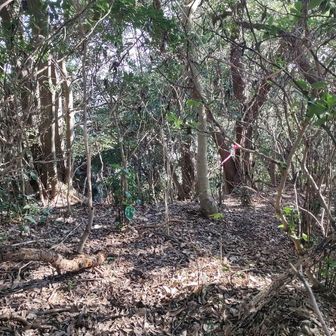 このピンテが先程言っていた動画に出てたのですが、これこの先道が有りますよではなく、私がこの辺の道を復活させようと徘徊している時、道迷いしない様に付けたピンテなんですよね。

この先に行かれると、崖とかから落ち兼ねないので取りに来ました。それがもう一つの今日の目的。