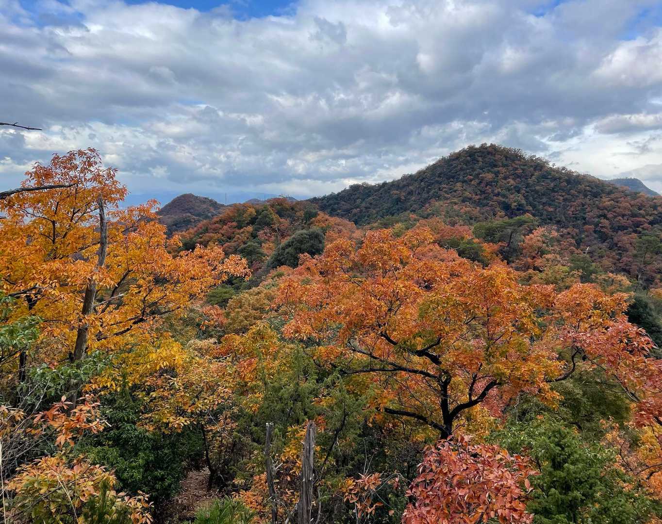 洞山-野一色権現山 往復コースの写真