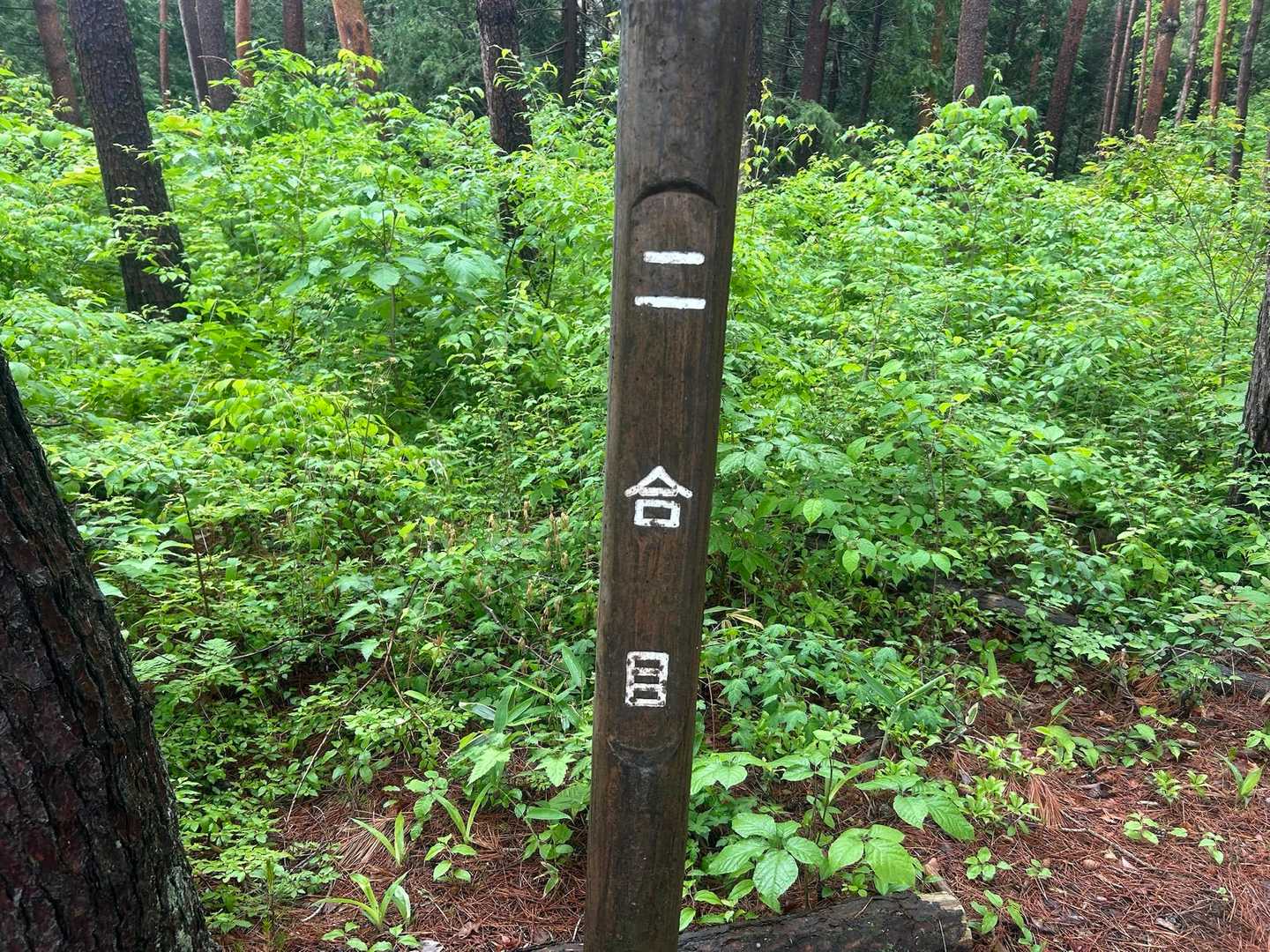 西ノ内登山口-五十人山 往復コースの写真