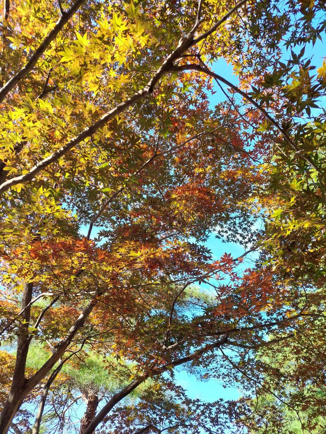 織姫公園発着｜両崖山 往復コースの写真