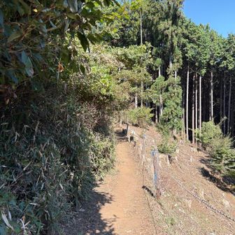陣馬山〜高尾山の縦走路で唯一の痩せ尾根。薮に覆われているが画像内左側も急斜面である。