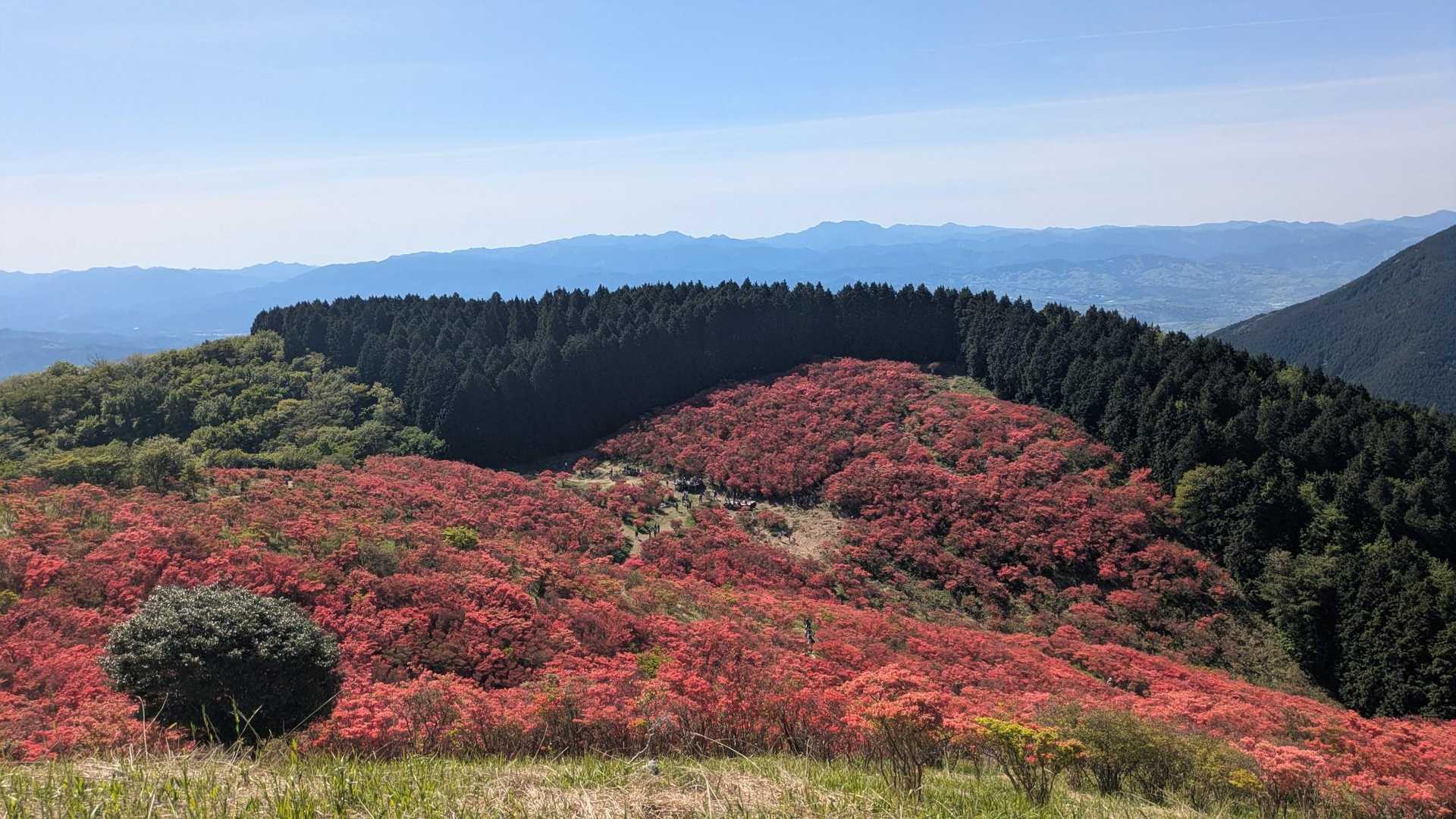 真っ赤なツツジ！
やっぱりきれい✨️