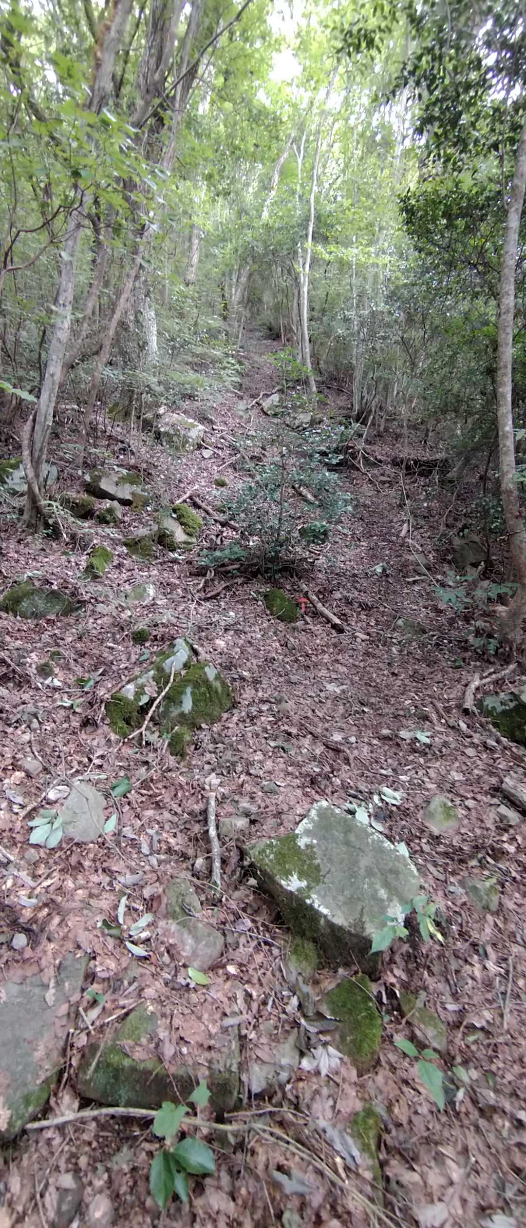 第三の遍路転がし😱