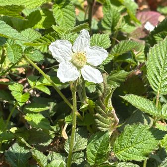 クサイチゴの花

ドクダミと勘違いしてました