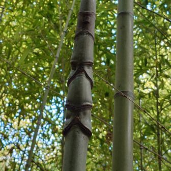 フシが顔みたいでかわいい