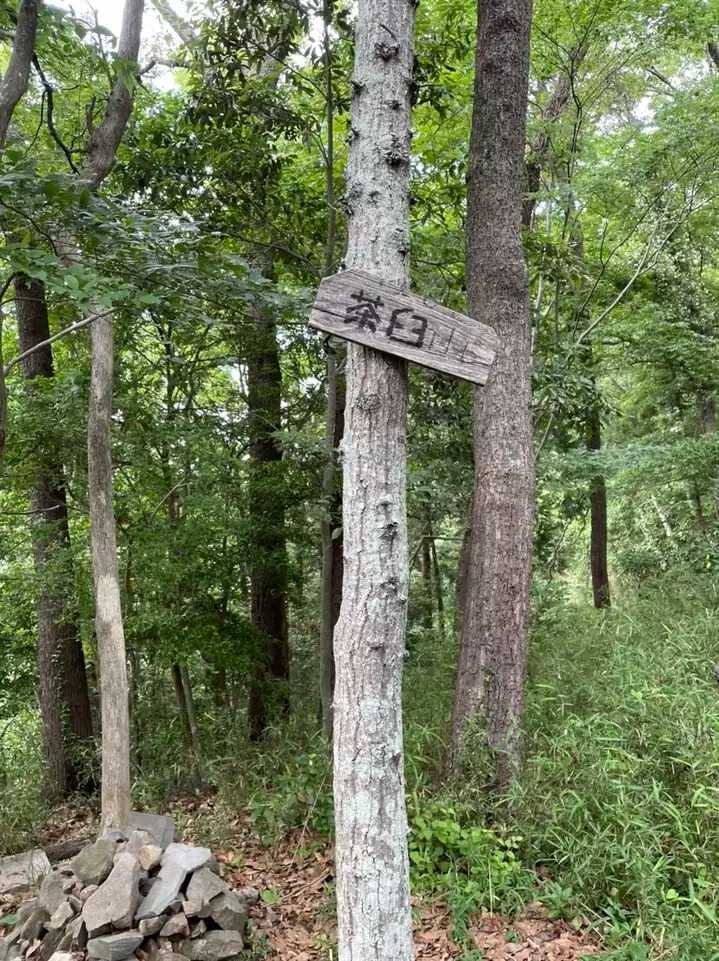 茶臼山の写真