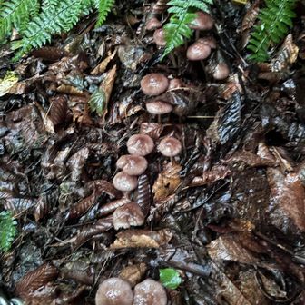 🍄