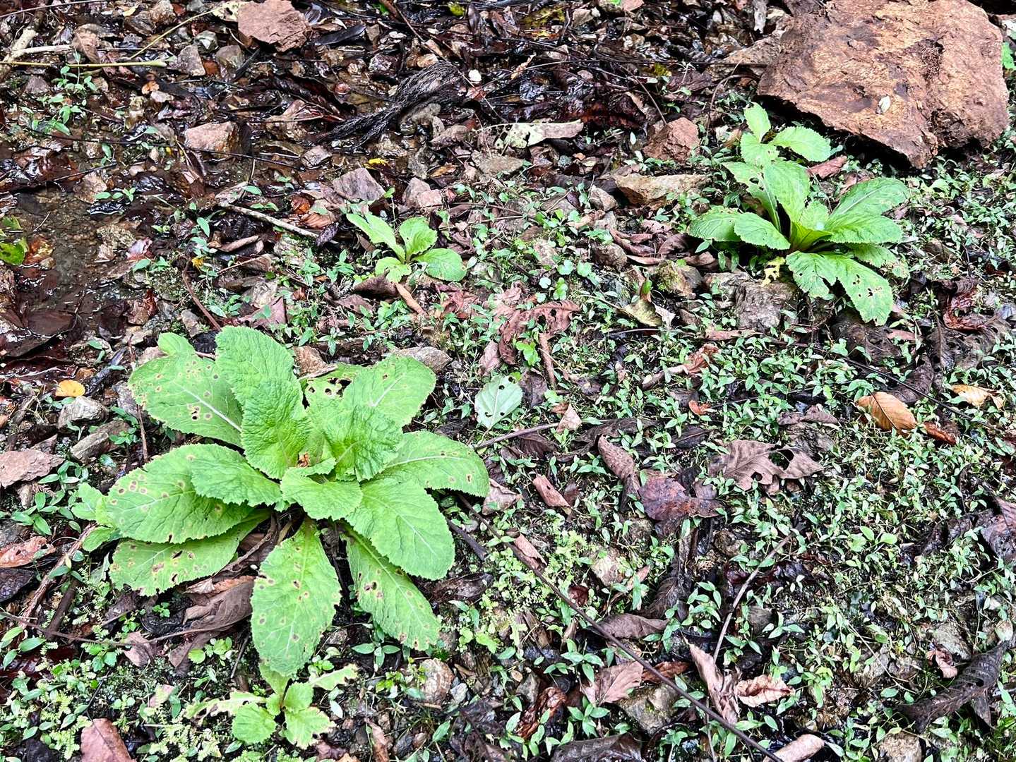クリンソウの葉っぱもそれなりに🧐
6月くらいにまた🌸咲くんかな😍