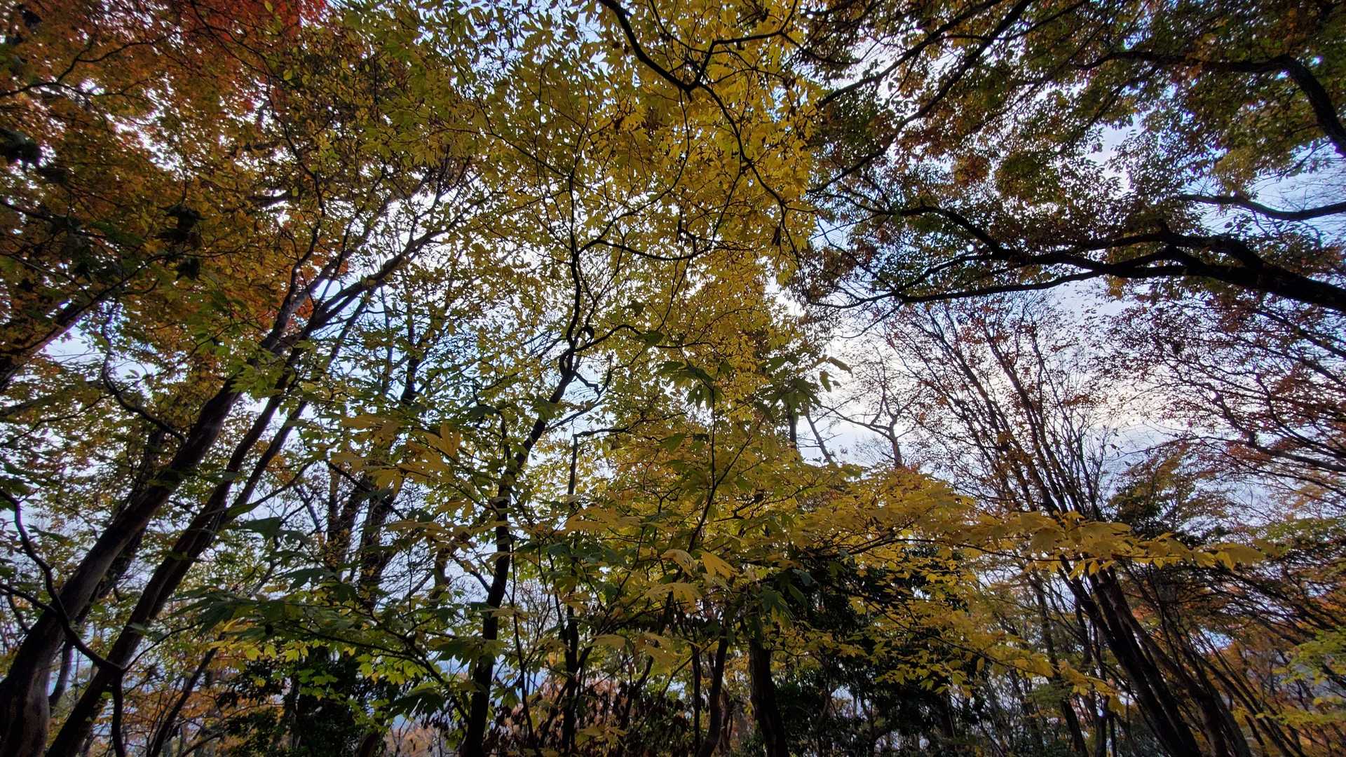 まだなんとか紅葉残っている②