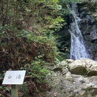 白滝