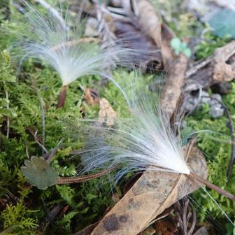 上はガガイモ？下はシュッとしてるからテイカカズラかな？