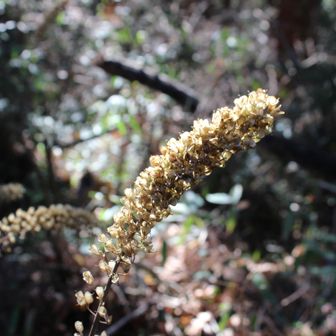 イヌショウマかオカトラノオのドライフラワーかな？