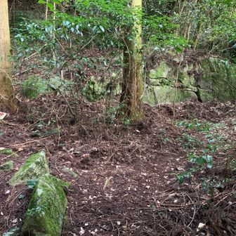分岐です。
猫谷川新道は危なそうなので〝大谷尾根道の方へ進みます。