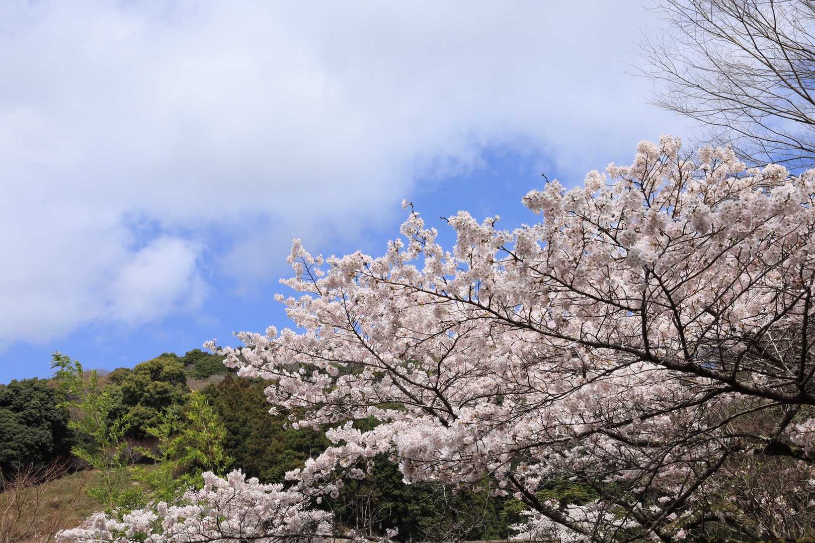 見城山-七曲り峠-日向山 周回コースの写真