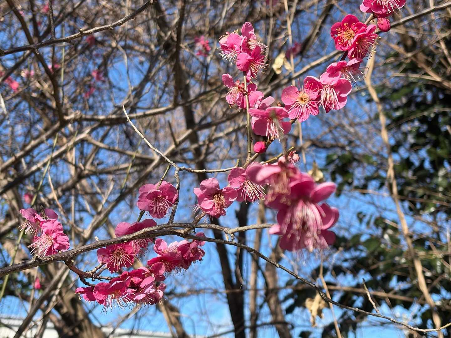 梅の花
ピンク🫶