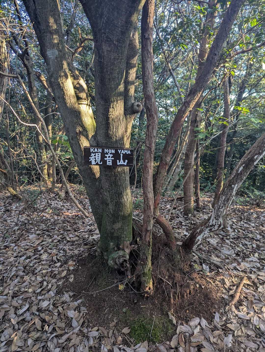 すぐに觀音山