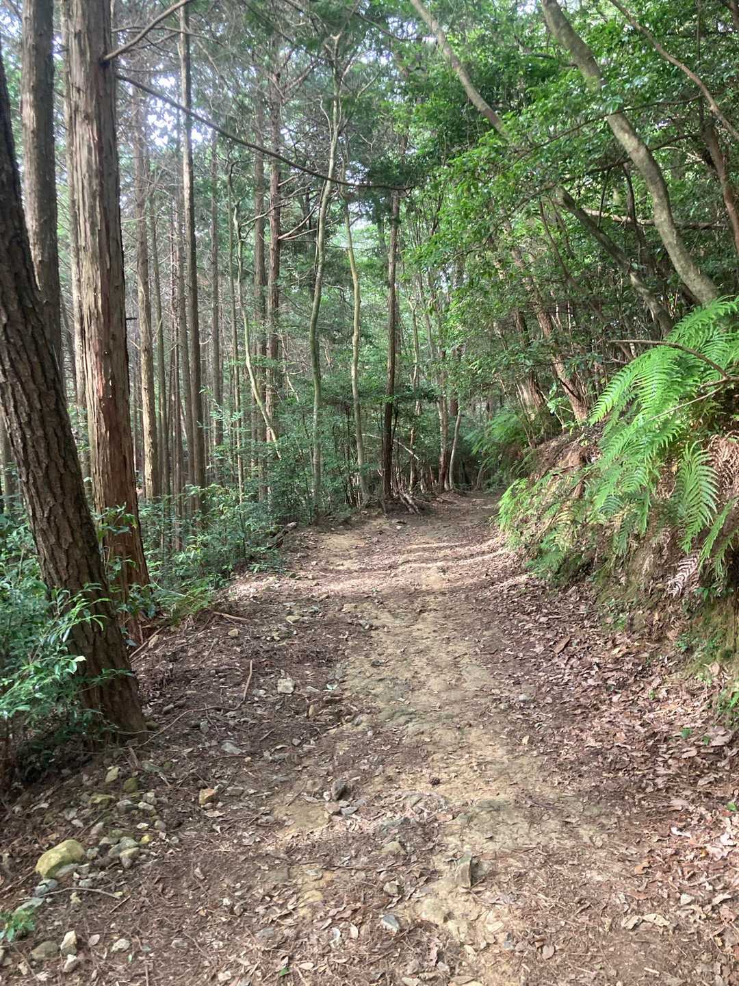 途中木漏れ日も落ちてきました。