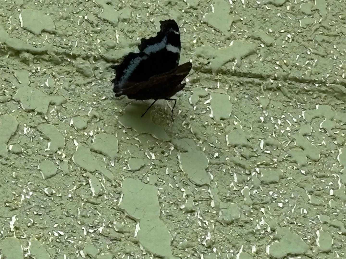 紺色ちょーちょ🩵