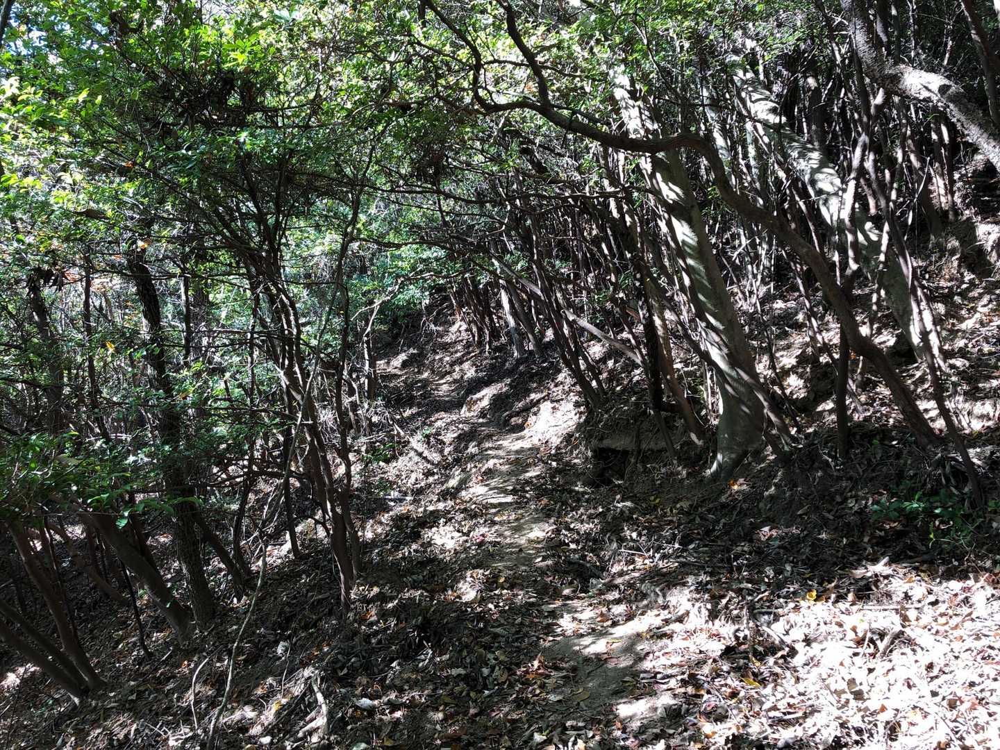 鉢ヶ峰 往復コースの写真