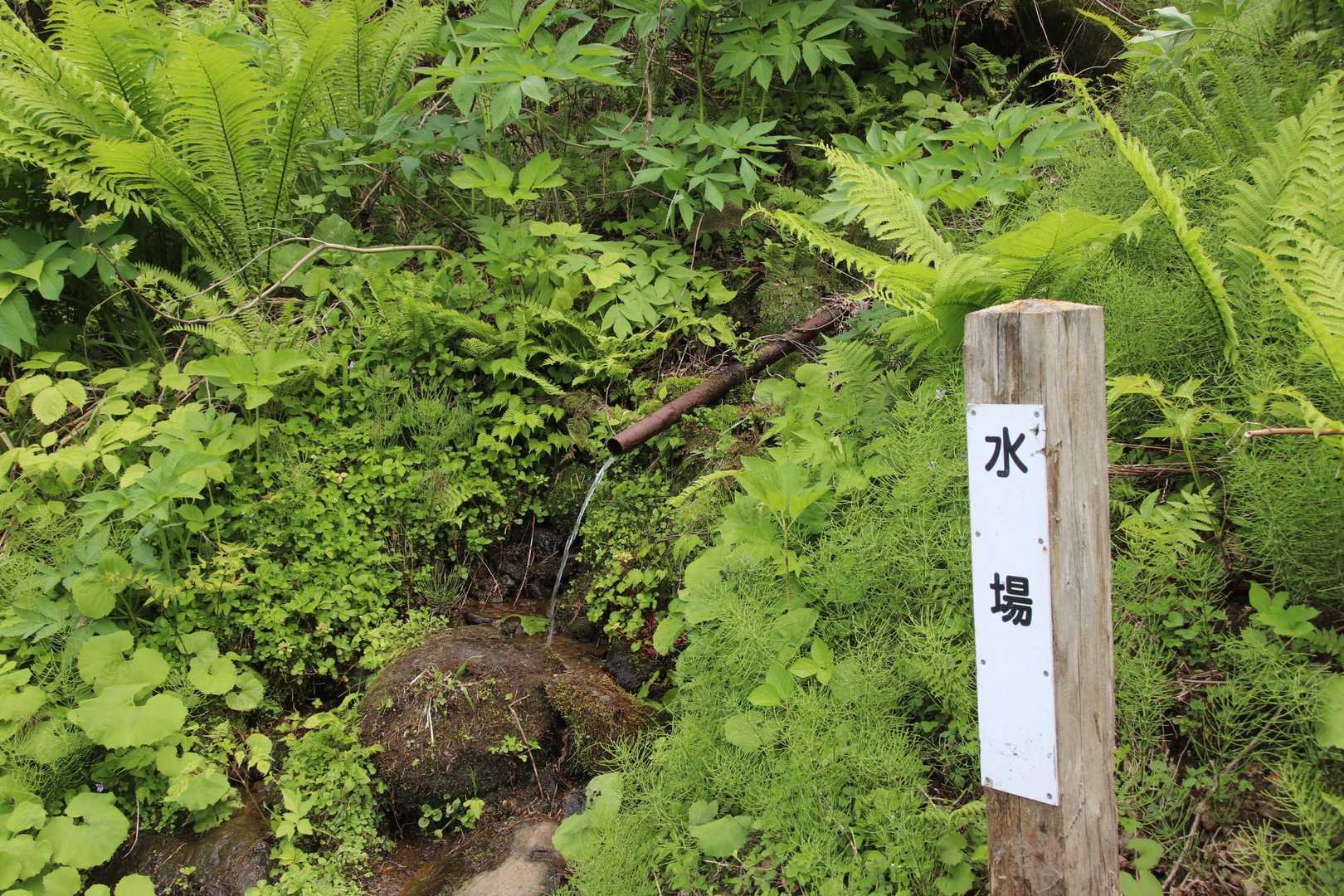 水場🤩
手洗ったり顔洗ったり♪
花わさびあったよ😋