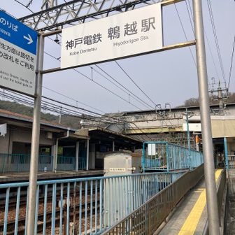 ヒヨドリの誘惑🚃にも負けず