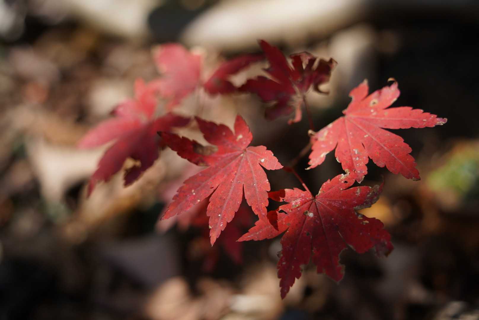 陰影の紅葉。