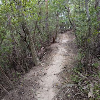 本当に前半は走りやすい気持ちのええ道がず〜っと続く🏃
水はけも良く、木陰で風も通り、ロードよりも柔らかいので膝の負担も少ない✌️