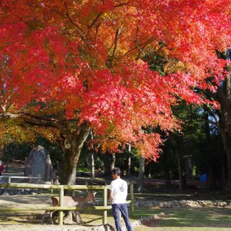 若草山・芳山・高円山 久しぶりに🦌煎餅も買っちゃったりして😅