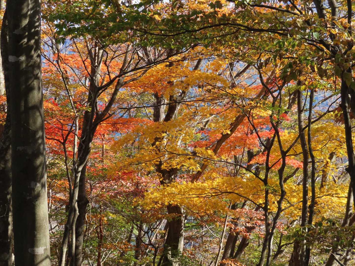 下山途中に見た綺麗な紅葉