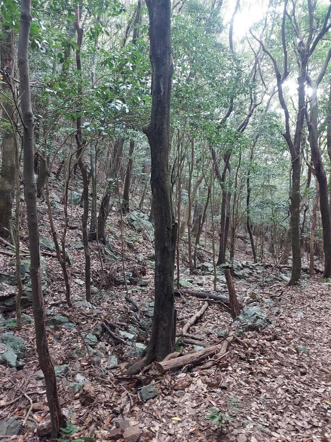 チョット荒れた道のり