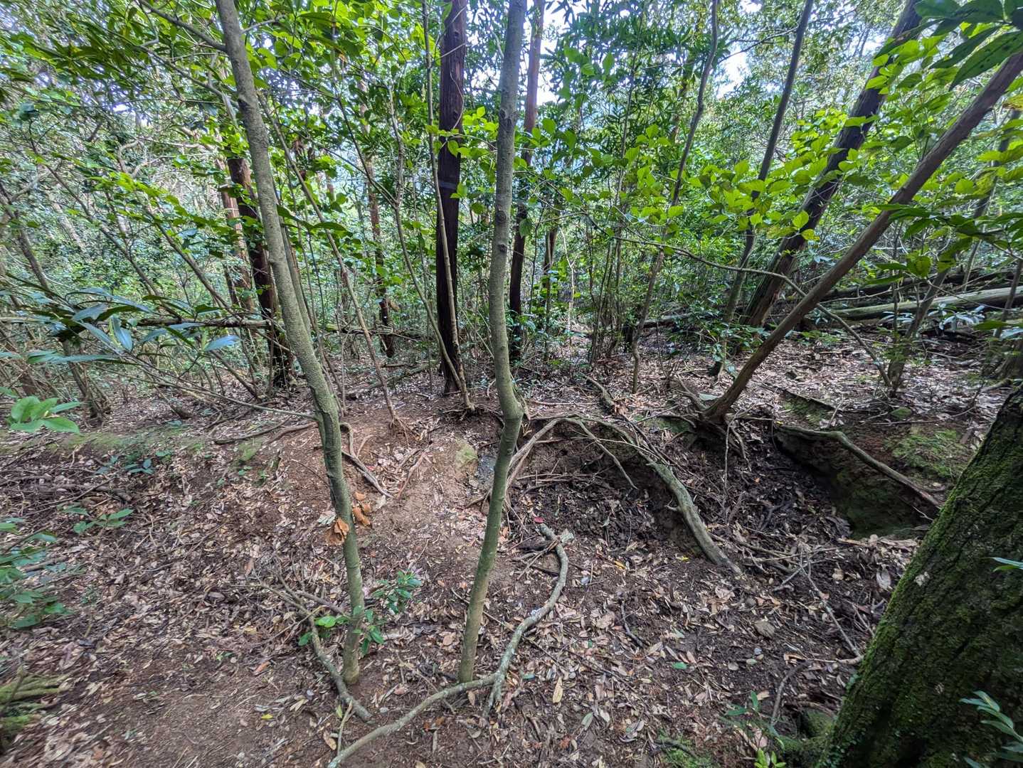 何時ものヌタ場
イノ公健在ですよ