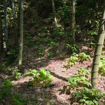ここにも電流線
前方を登りましたが、右手が正解でした