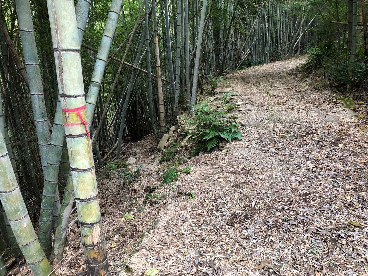 ありました
こっちがキレイに整備されてていい