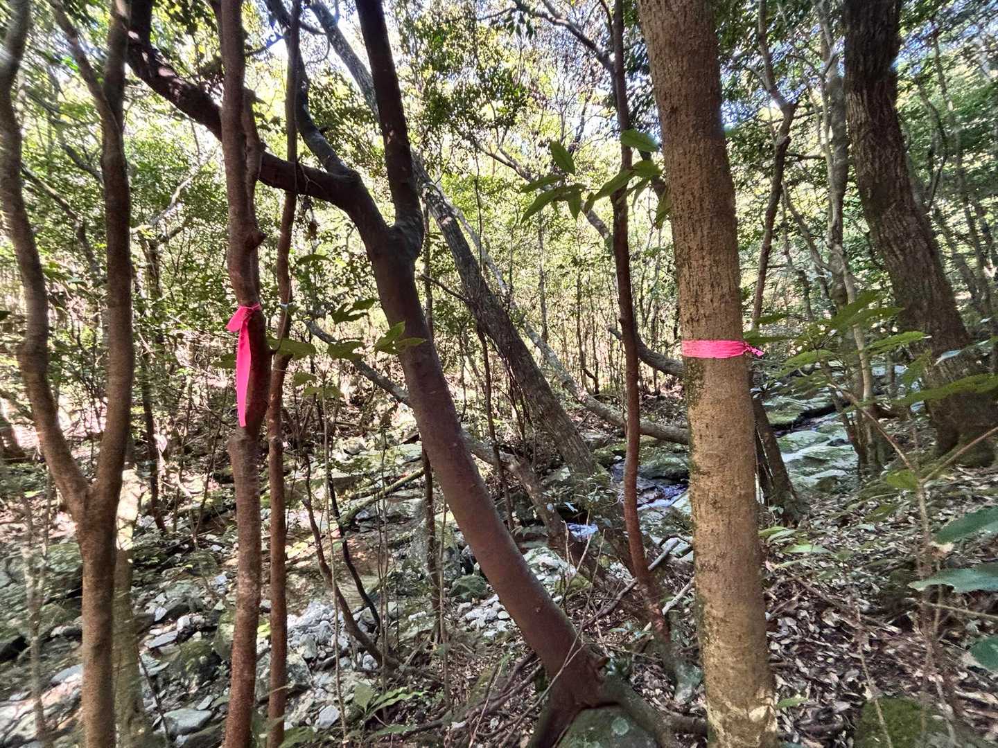 ピンテ少なめ🎀
遠くにあるピンテを探しながら
そこを目指して歩いて行く感じ