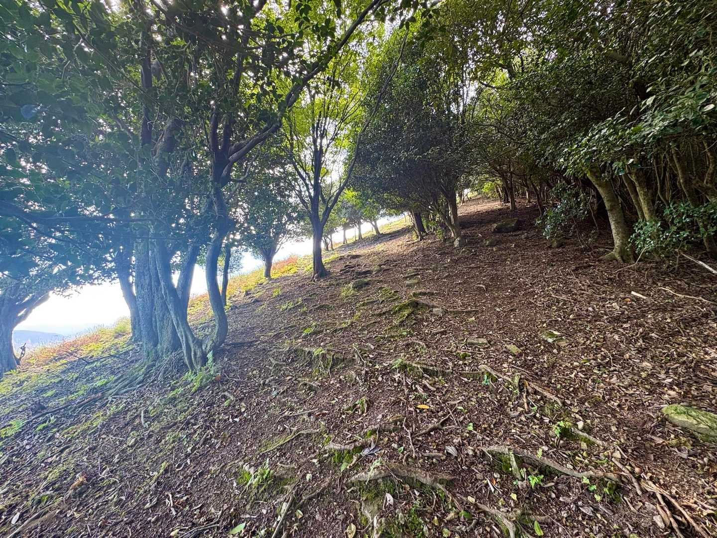 花尾山 周回コースの写真