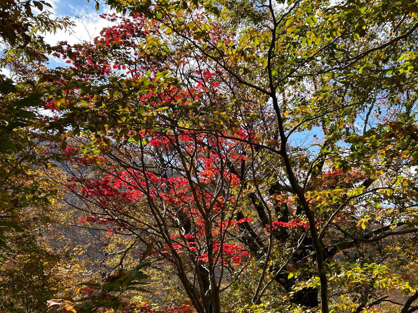 いいですね〜🍁