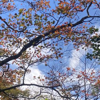 この辺から紅葉🍁がチラホラ