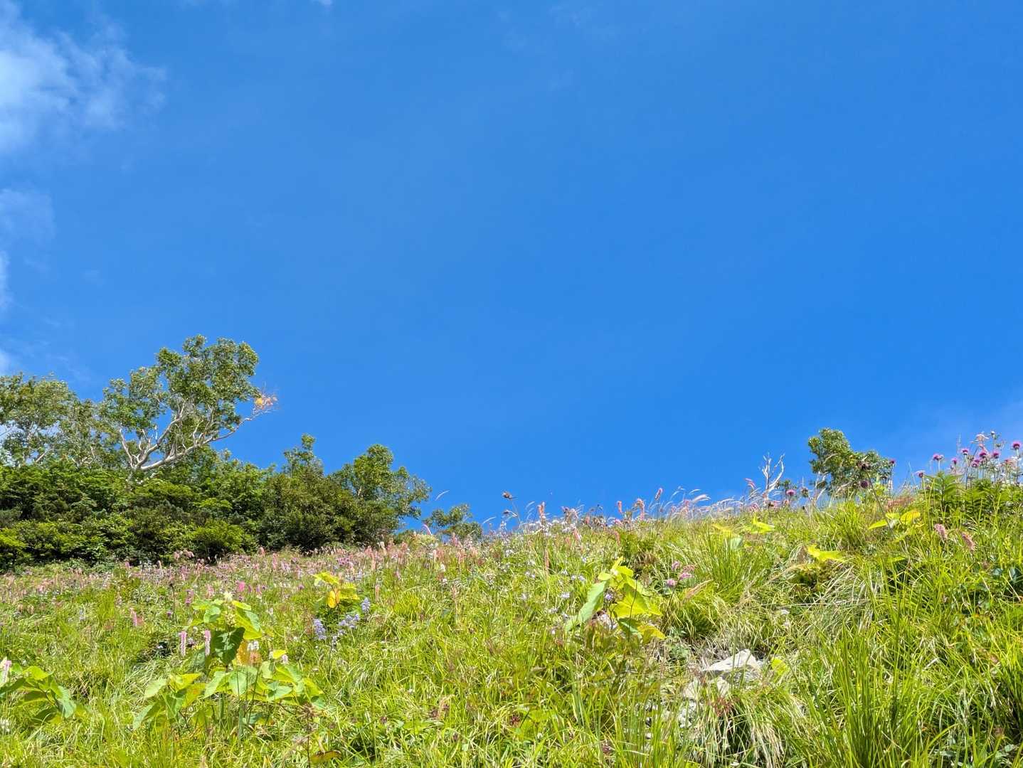 ガスってたけど、一瞬快晴に！！
写真じゃ伝わりにくいけれど、色とりどりの高山植物が咲き誇ってて、青空とのコントラストがほんとに綺麗だった✨