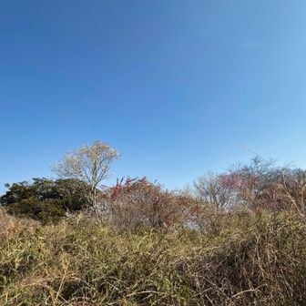 木々がきれいな花をつけている。写真下手すぎて見えない