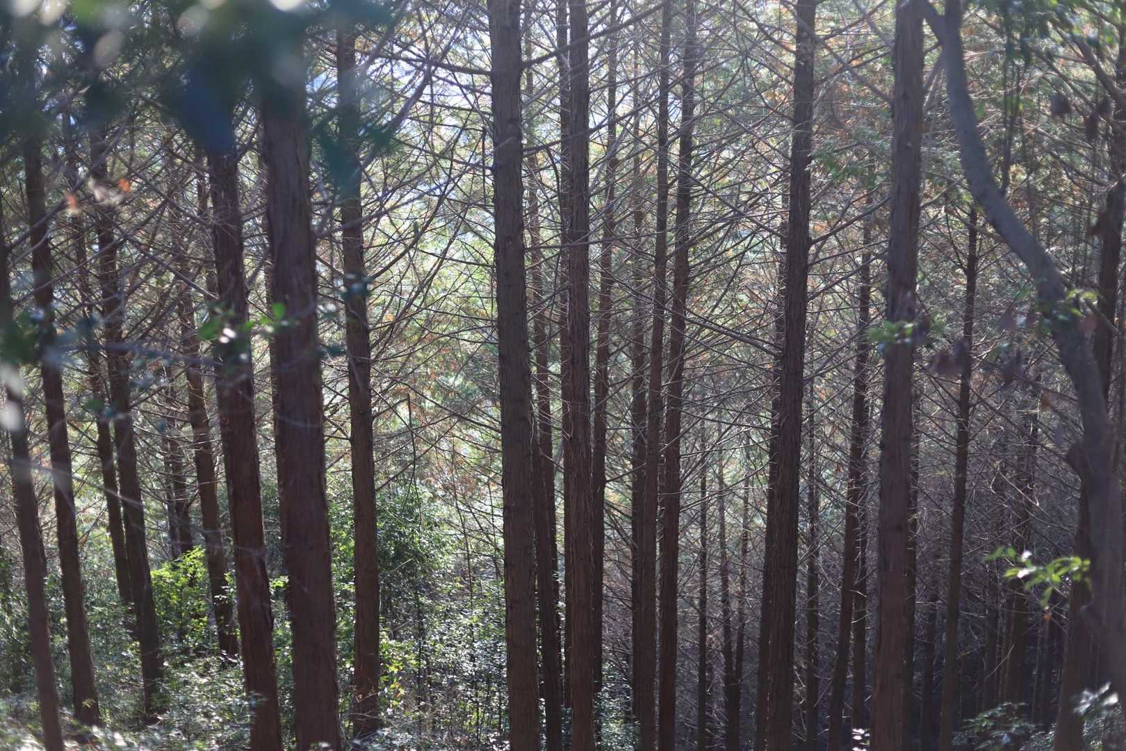 片江山-妙見山-油山 往復コースの写真