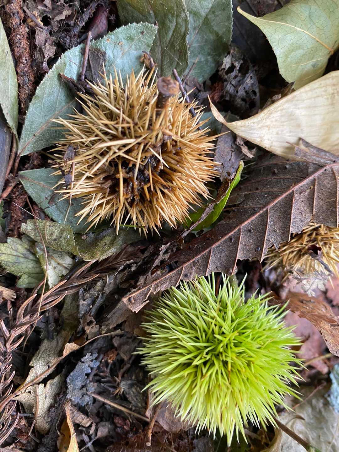 秋が近づいてる🌰
