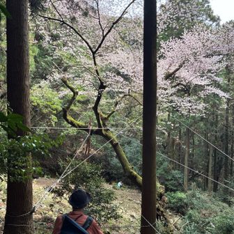 虎尾桜だ！上から戻ってきた✨️